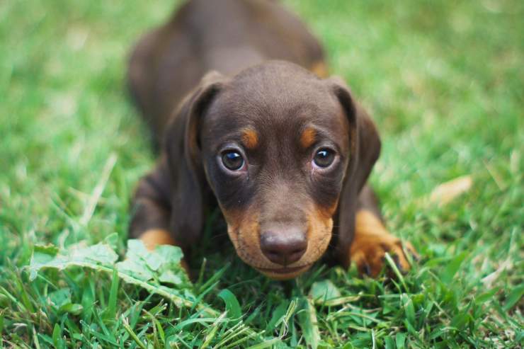 Le razze canine che disturbano in casa