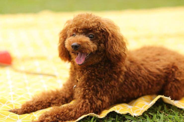 Cagnolino riposa in salotto