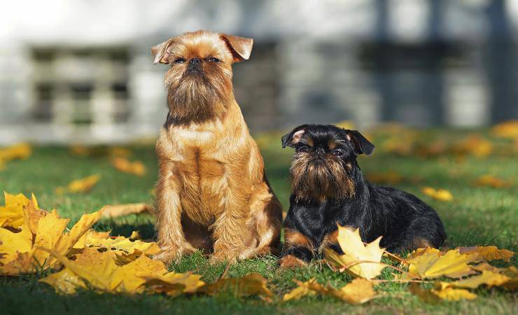 due cani di razza Griffone Belga