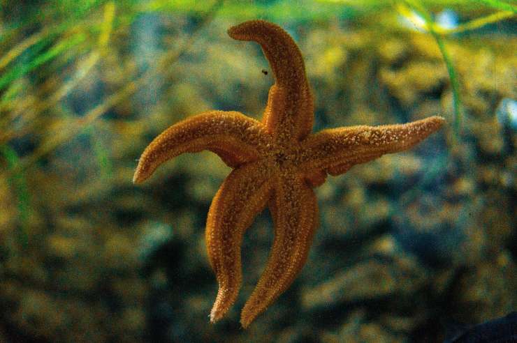 Come si nutre la stella marina