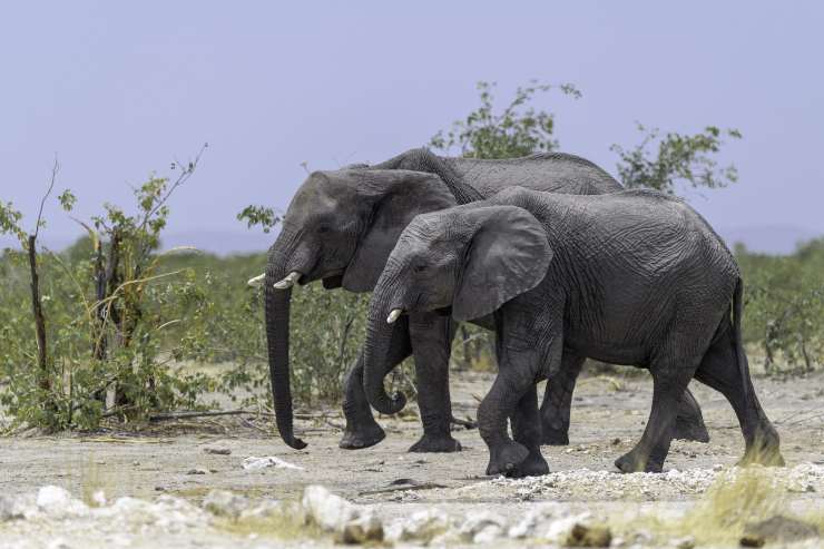 L'accoppiamento degli elefanti