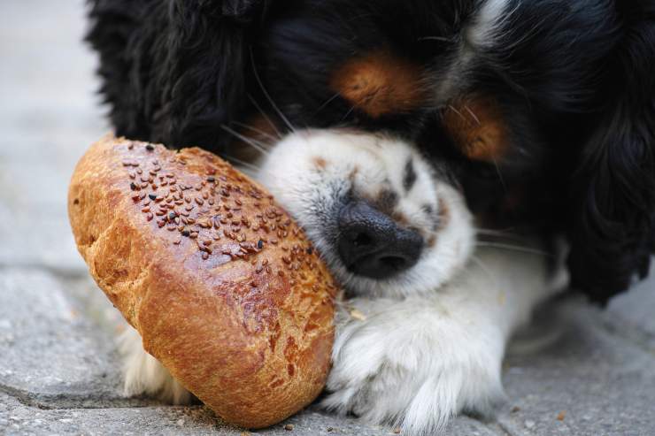 Il cane può mangiare la focaccia