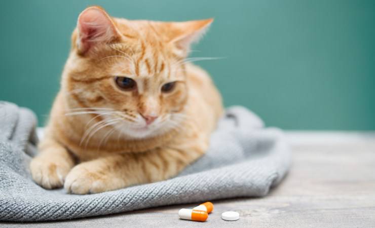 farmaci al gatto
