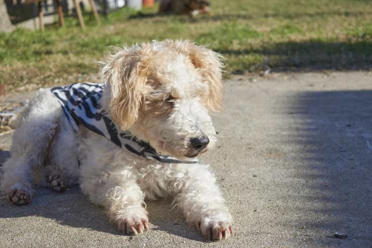 Cane fermo in strada