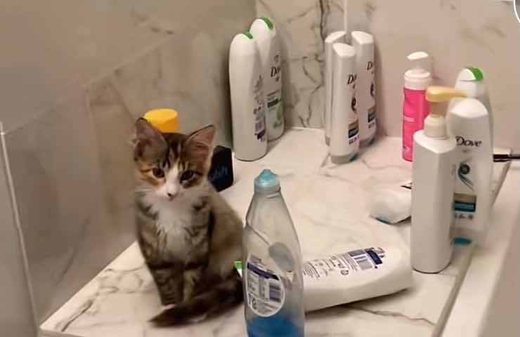 Miso gattino doccia