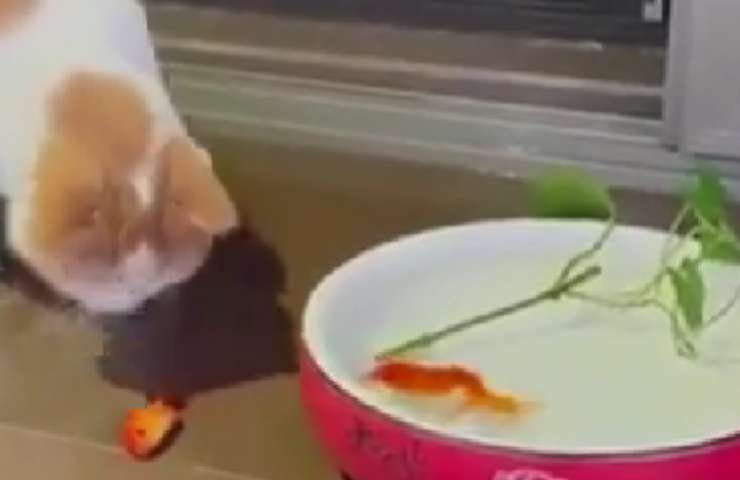 animale salva pesce felino