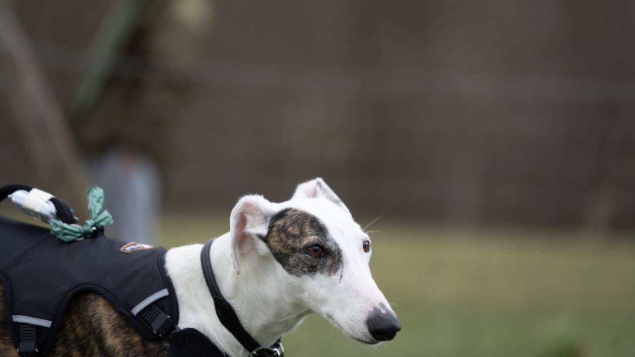 Maglietta Divertente "Meno Persone Più Cani" — Stampa Greyhound, Per Amanti Degli Animali, Taglio Classico, Unisex