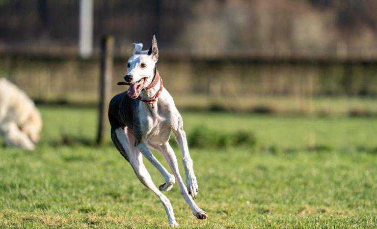 greyhound