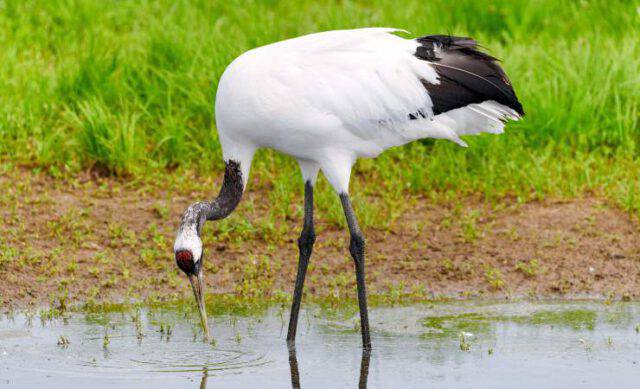 Gru della Manciuria: specie rara ornamentale da cortile