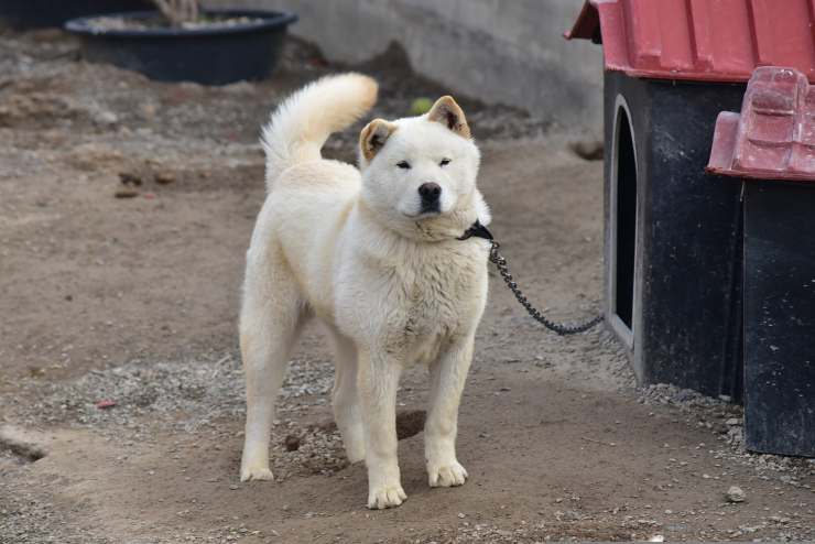 Korea Jindo Dog