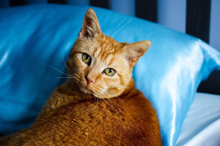 Prodotti di bellezza per il gatto