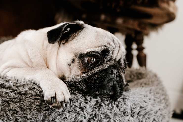 Sindrome vestibolare nel cane anziano