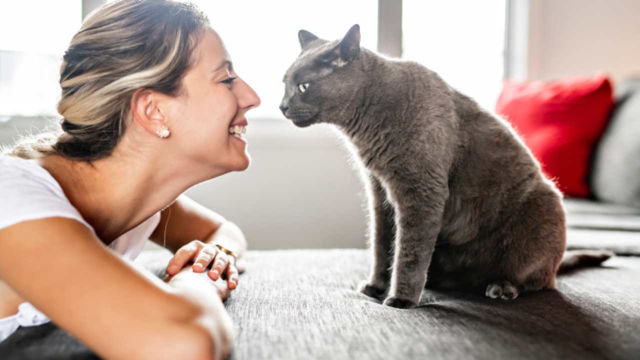 Why does a man meow at a cat?  science answers