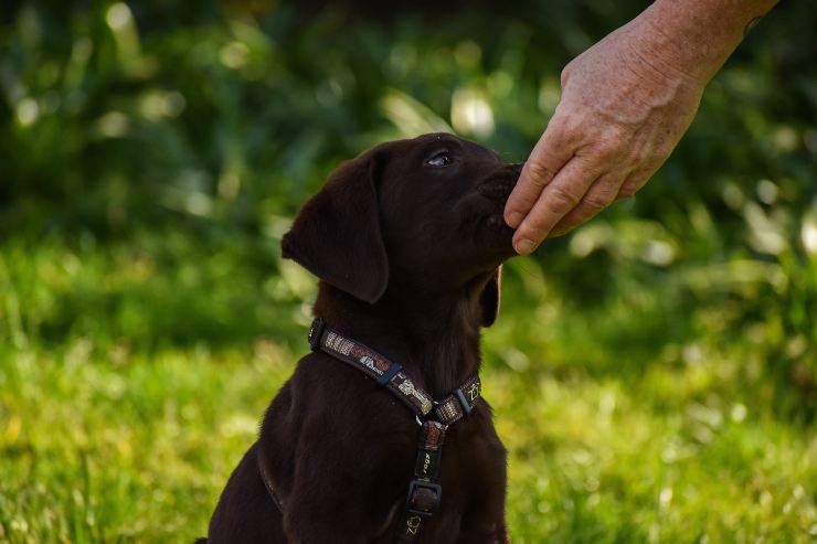 Il cane può mangiare i cavoletti di Bruxelles