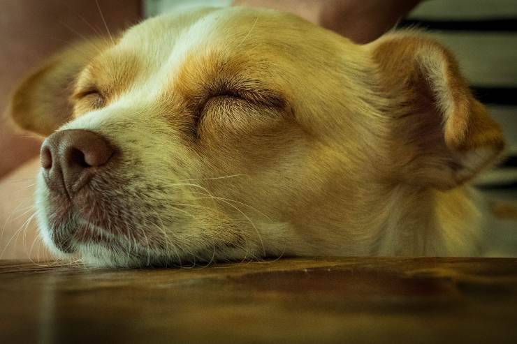 Il cane dorme sulla tavola