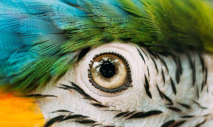 occhi degli uccelli