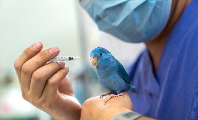 Malattia Di Marek Negli Uccelli Cause Sintomi E Prevenzione