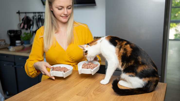 pastina con le sardine per gatti