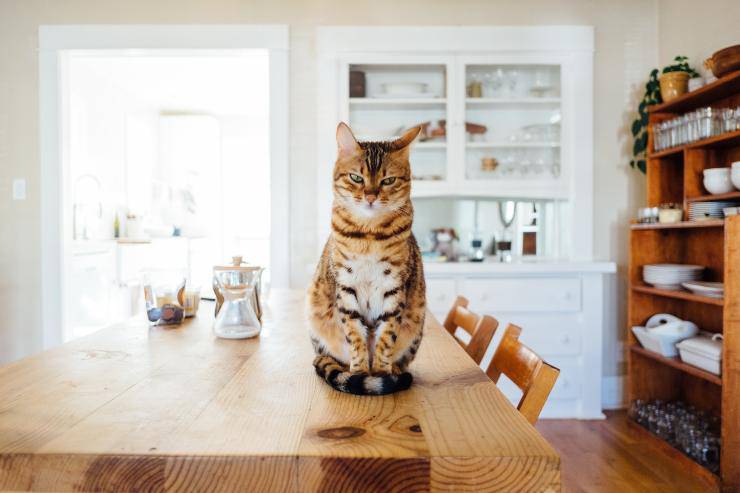 Micio e il pranzo degli umani