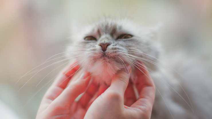 perché al gatto piace essere accarezzato sotto il mento