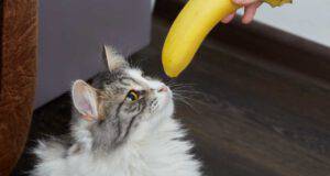 perché i gatti hanno paura delle banane