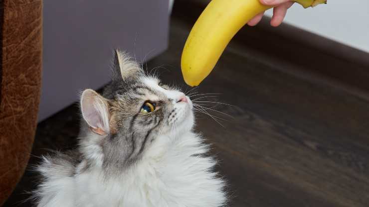 perché i gatti hanno paura delle banane