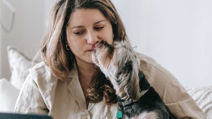 perché i cani fanno le coccole