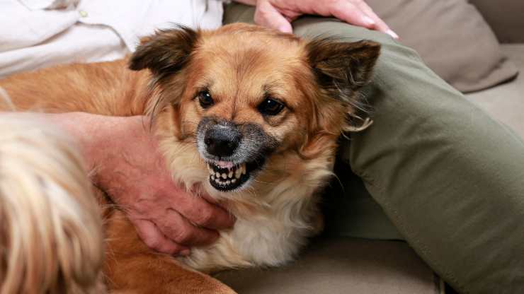 perché il cane ringhia quando lo abbracciamo