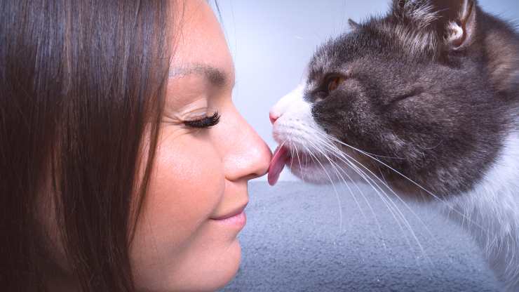 perché il gatto lecca il naso
