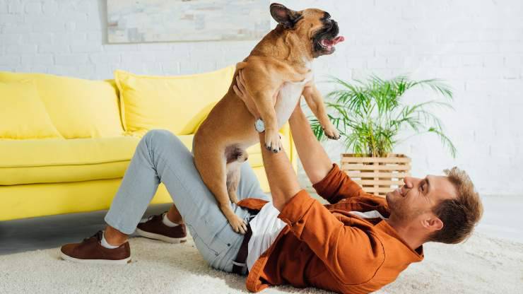 perché non fare le feste al cane quando rientriamo