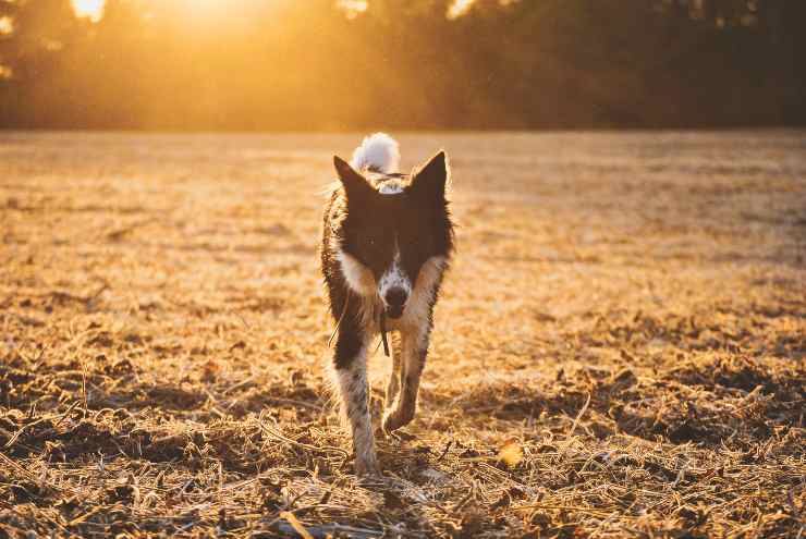 Fido cammina nella natura