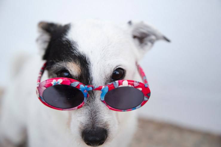 Il comportamento del cane