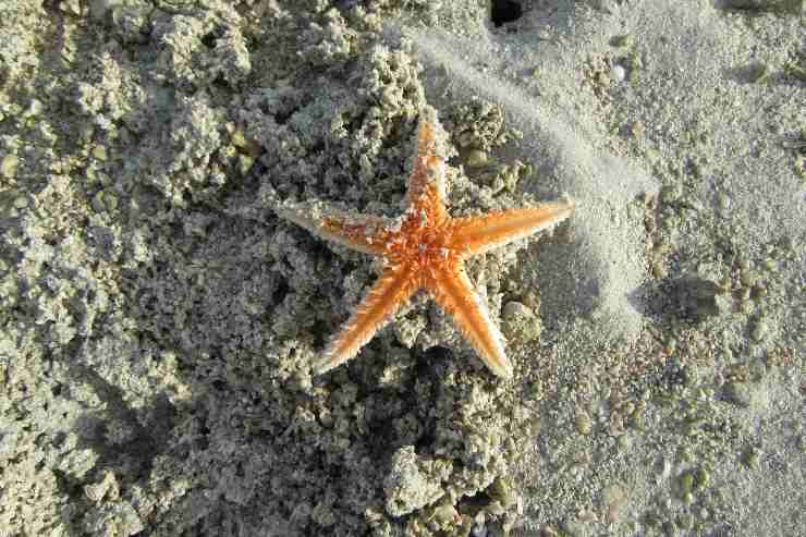 Curiosità sulla stella marina