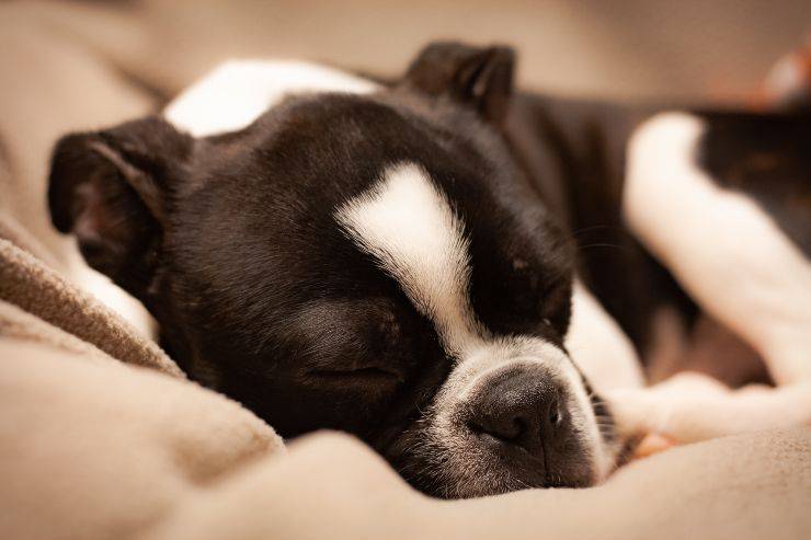 Il cane riposa comodo