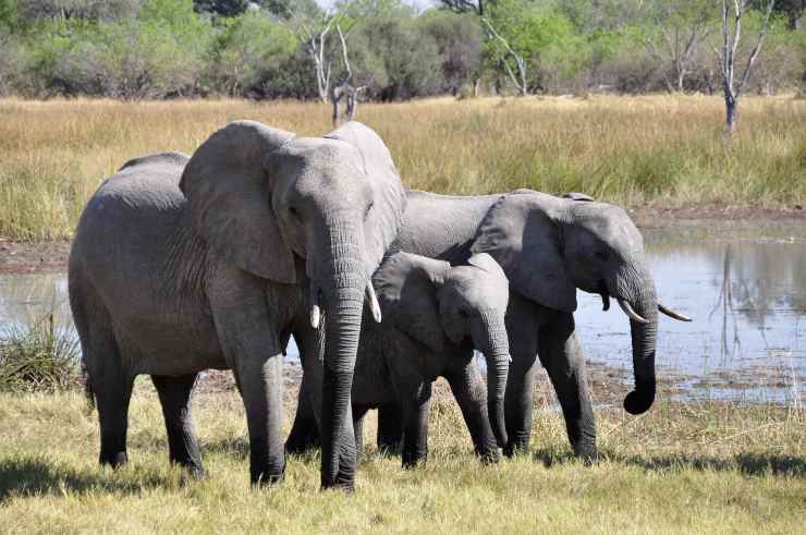 La famiglia di elefanti