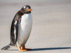 i pinguini hanno le ginocchia