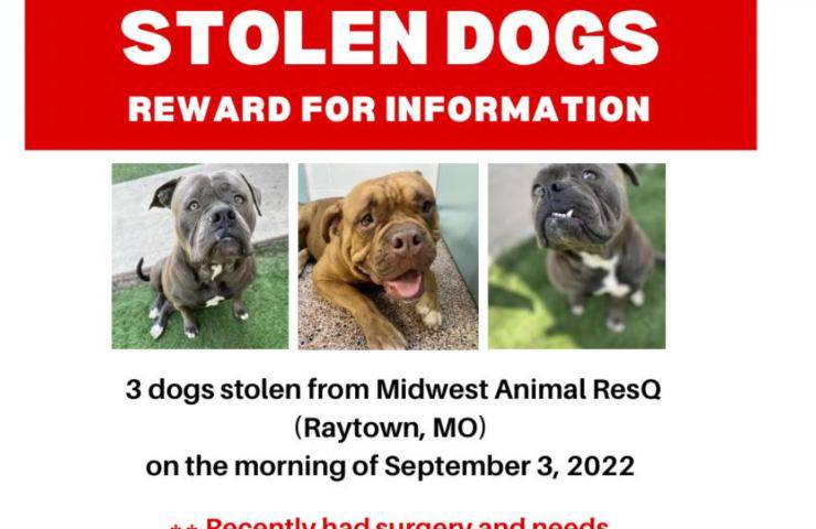 tre cani rubati sospettati rapimento