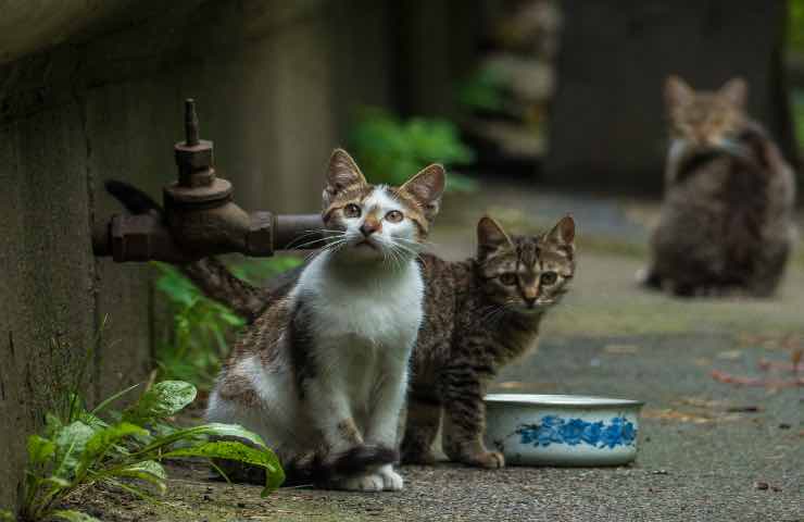Oasi felina mici gatti volontari