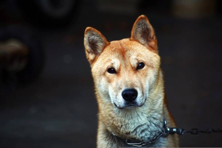 Korea Jindo Dog