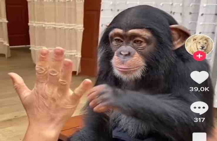 Scimpanzé cagnolino