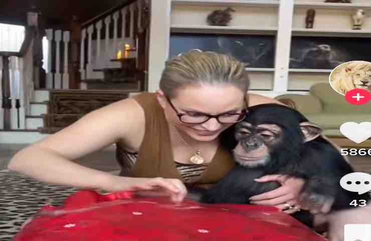 Scimmietta video scatola