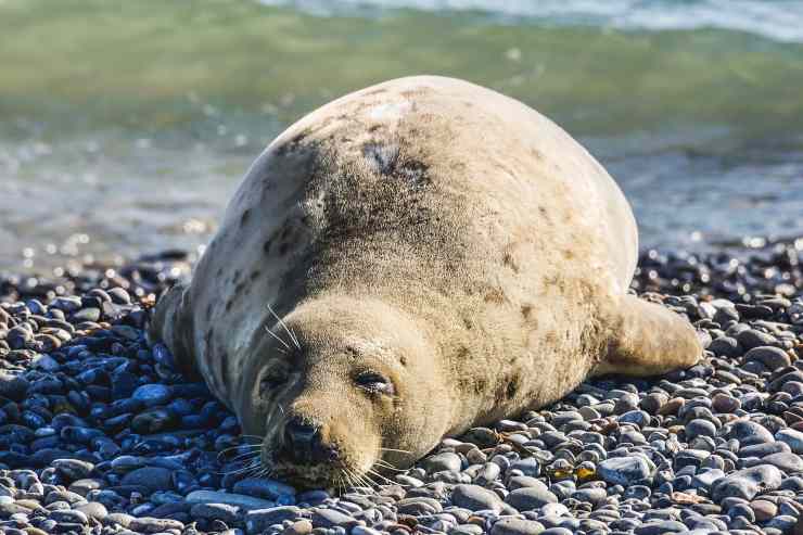 La foca sta dormendo