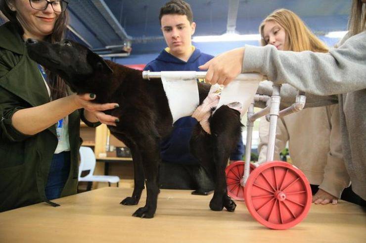 studenti sedia rotelle cani gatti