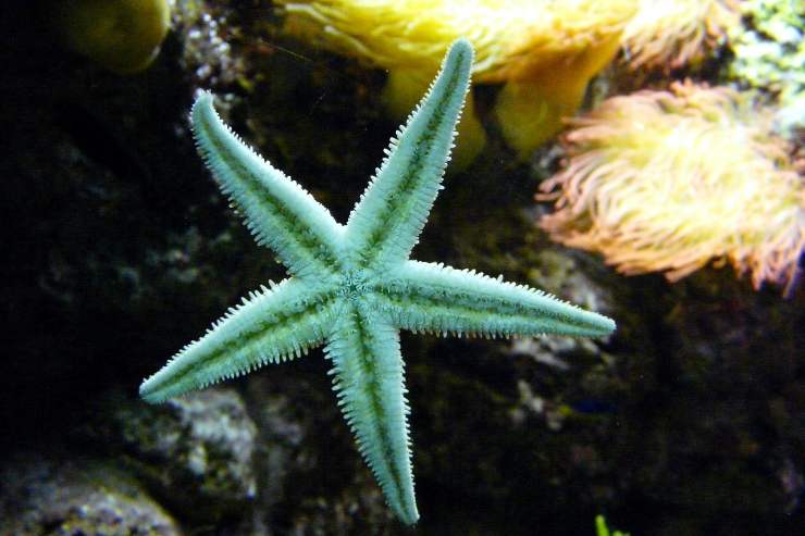 Caratteristiche della stella marina
