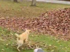 cane stella mucchio foglie