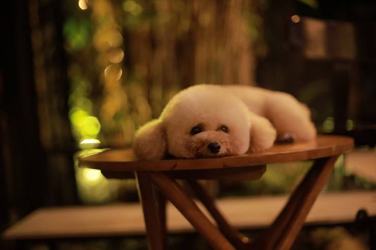 Cagnolino sul tavolino