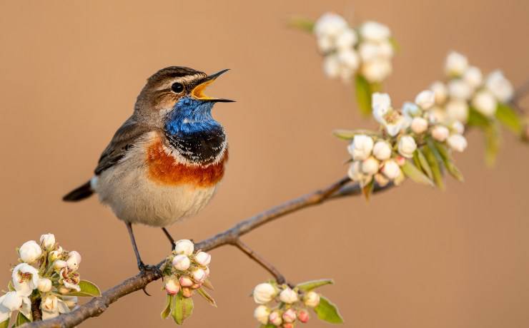 uccelli da canto