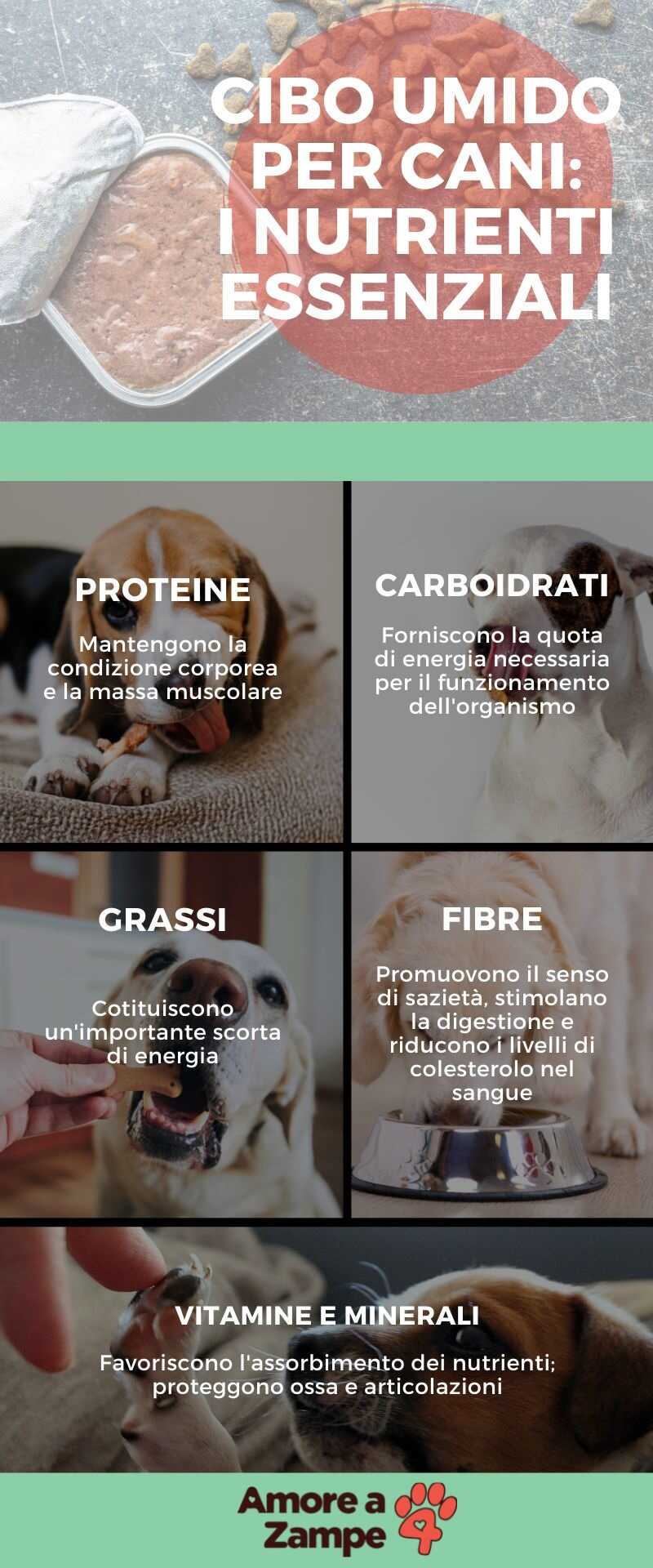 Infografica cibo umido cani