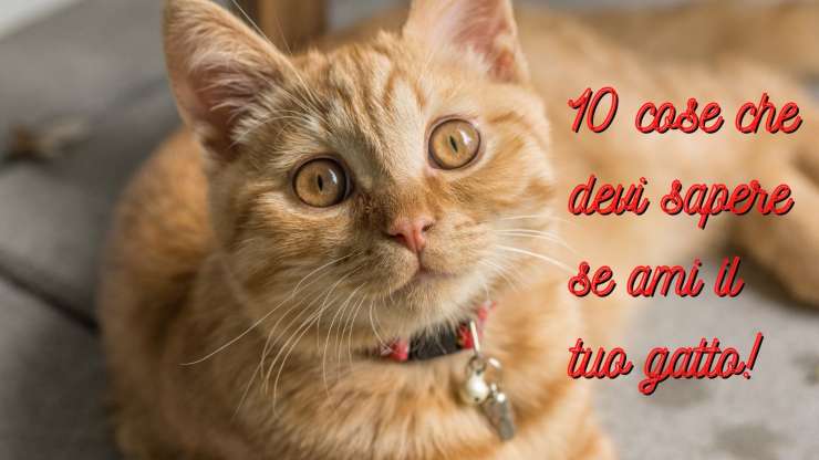 cose da sapere se ami gatto