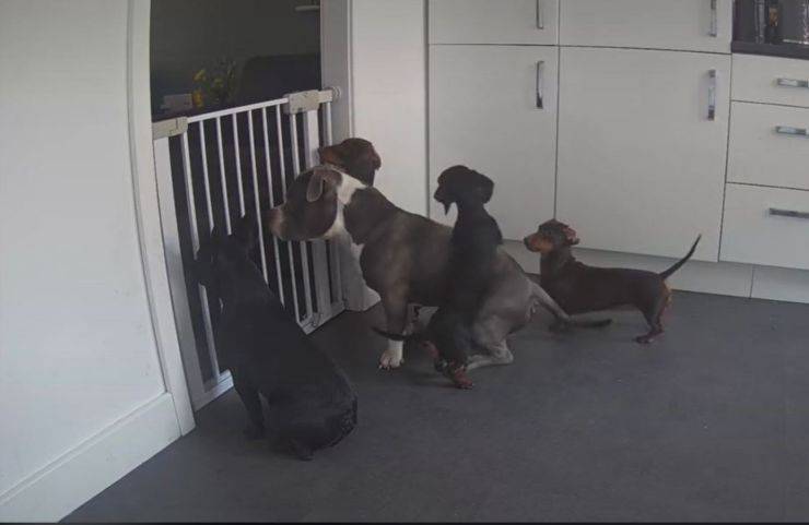 dachshund vuelve pitbull escape cocina